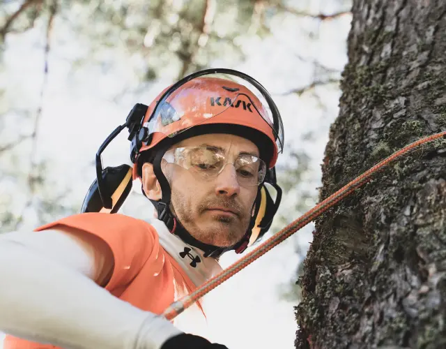 calgary, edmonton arborist tree removal website design services